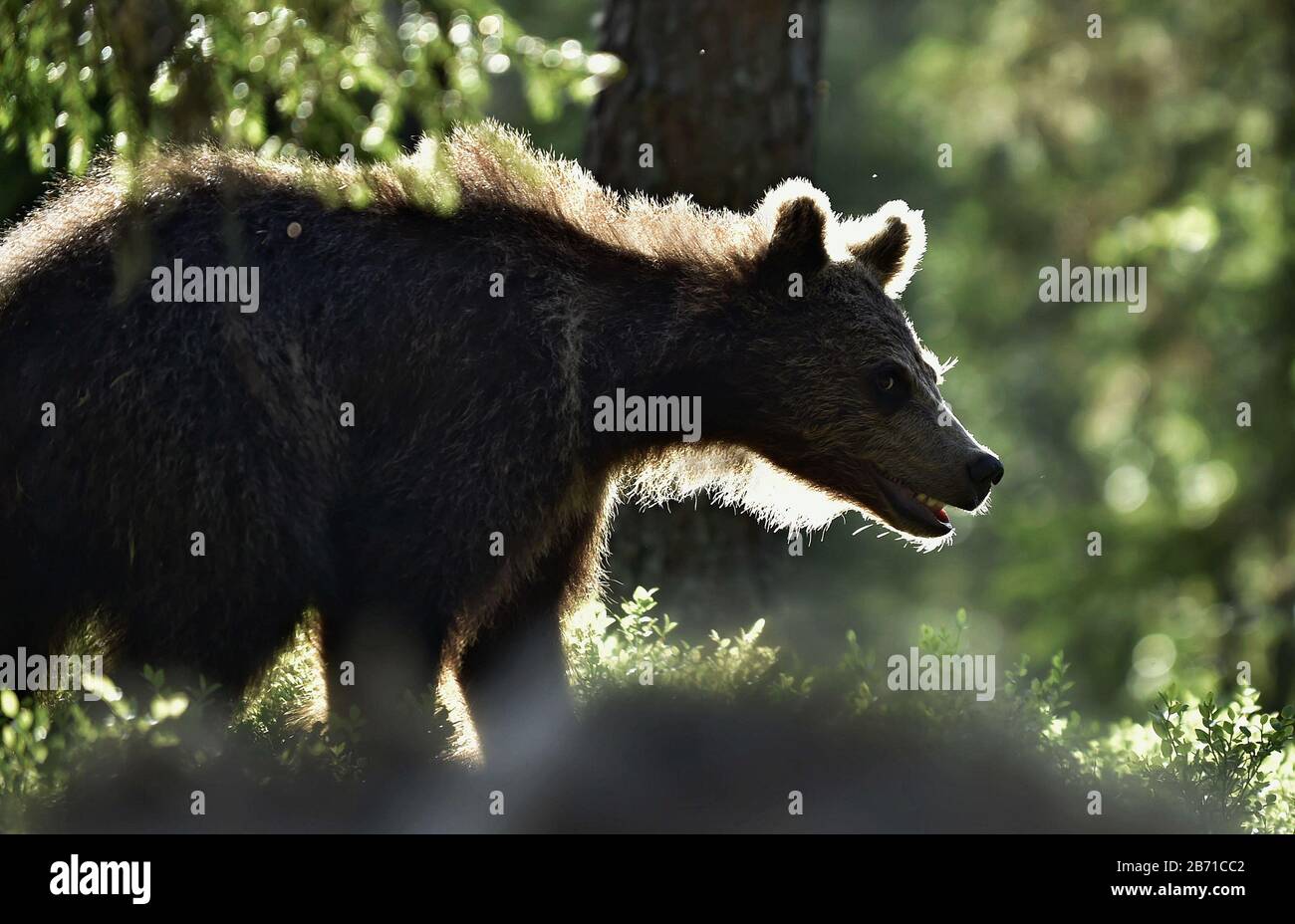 Backlit brown bear cub. Bear Cub against a sun. Brown bear in back light. Lit by evening sun at summer forest. Stock Photo