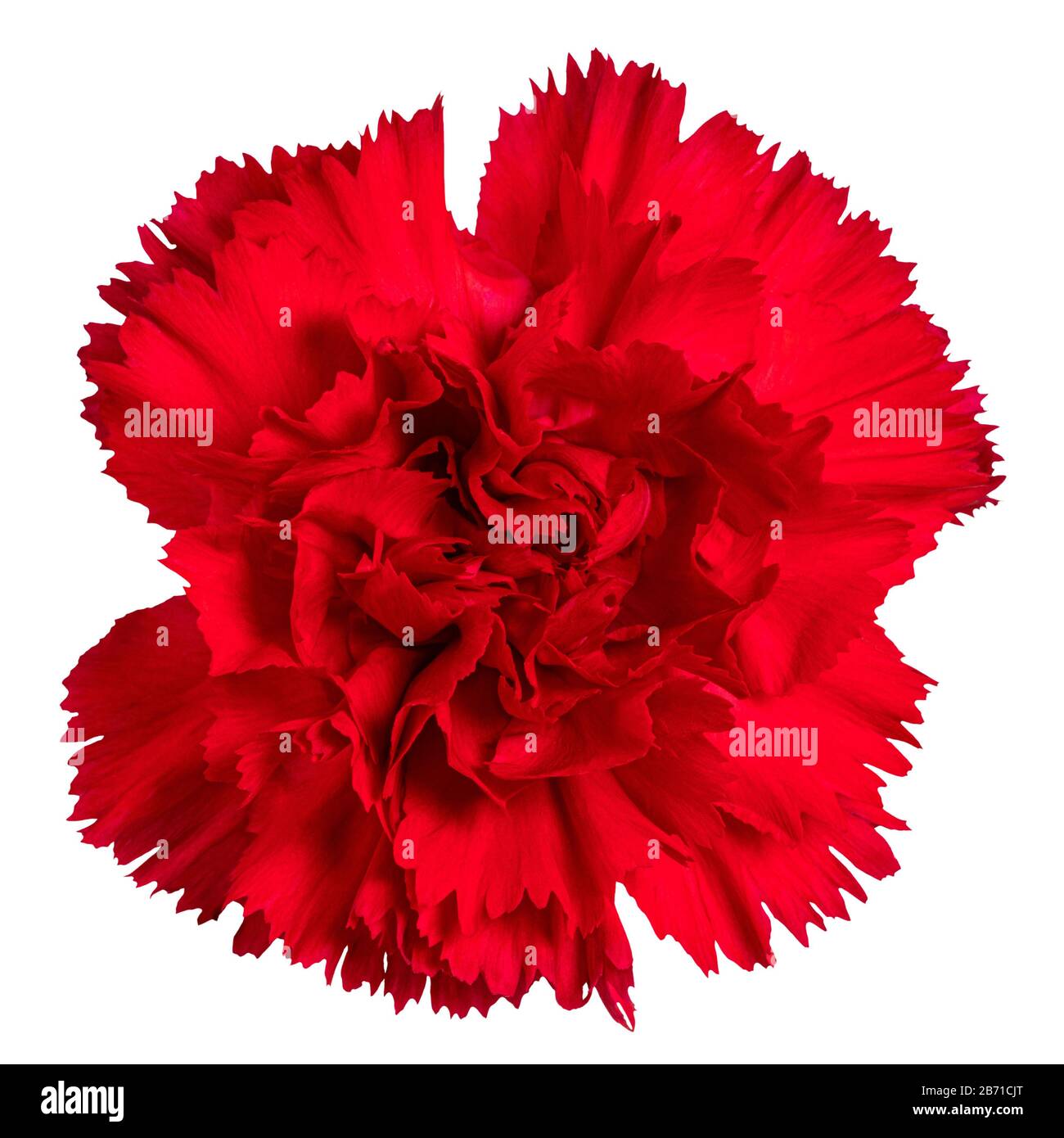Red carnations flower isolated on white background. Stock Photo