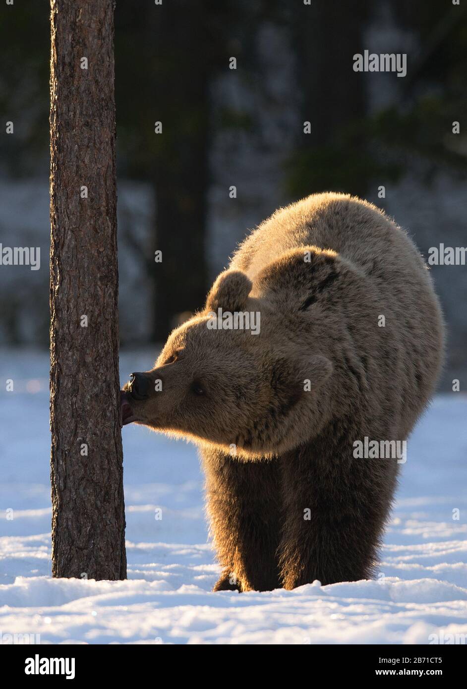 Bear licks the pine tree in winter forest. Front view, backlit, sunset light.  Scientific name: Ursus Arctos. Natural Habitat. Stock Photo