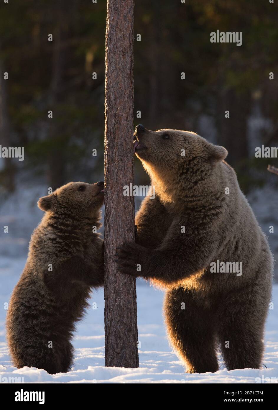 Bear and cub. Brown bears stands on its hind legs by a pine tree in winter forest at sunset light. Scientific name: Ursus arctos. Natural habitat. Win Stock Photo