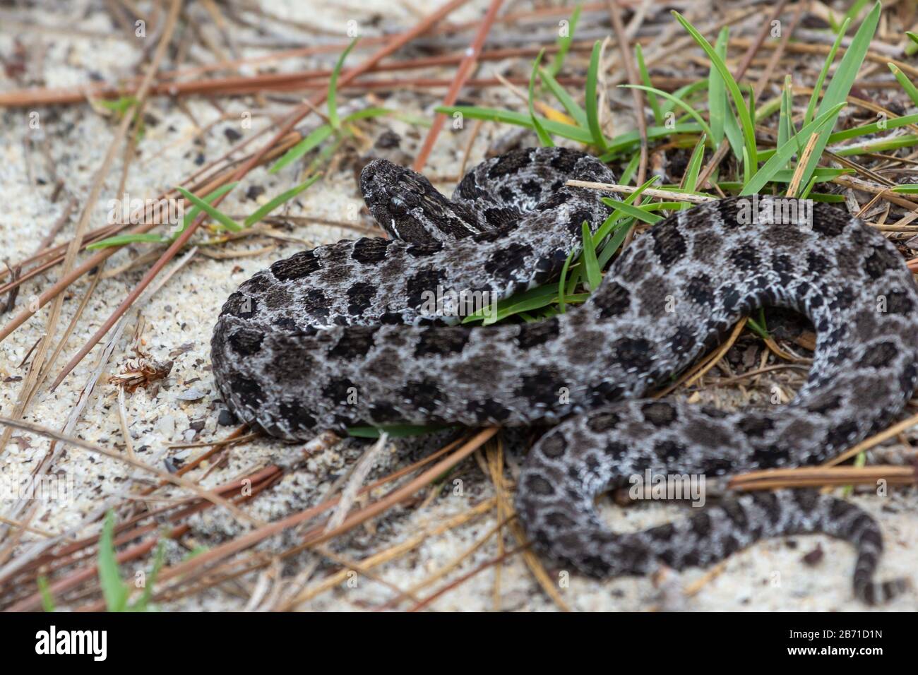 pygmy rattle Snake (Sistrurus miliarius) im Okaloosa County, Florida, USA Stock Photo