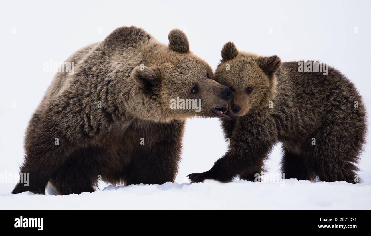 Winter hibernation of bears hi-res stock photography and images - Alamy