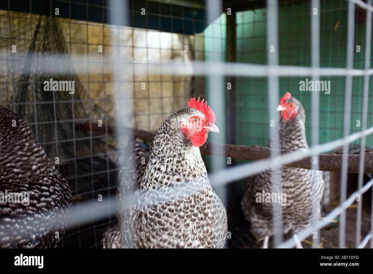 Chickens behind the fence in a chicken coop. black and white chicken in
