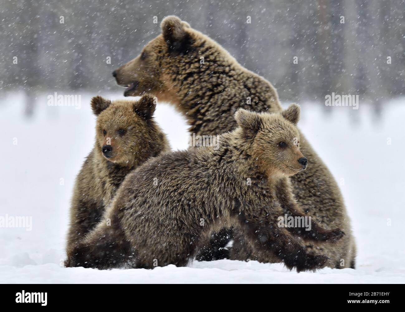 SheBear and bear cubs in the snow. Brown bears in the winter forest. Natural habitat