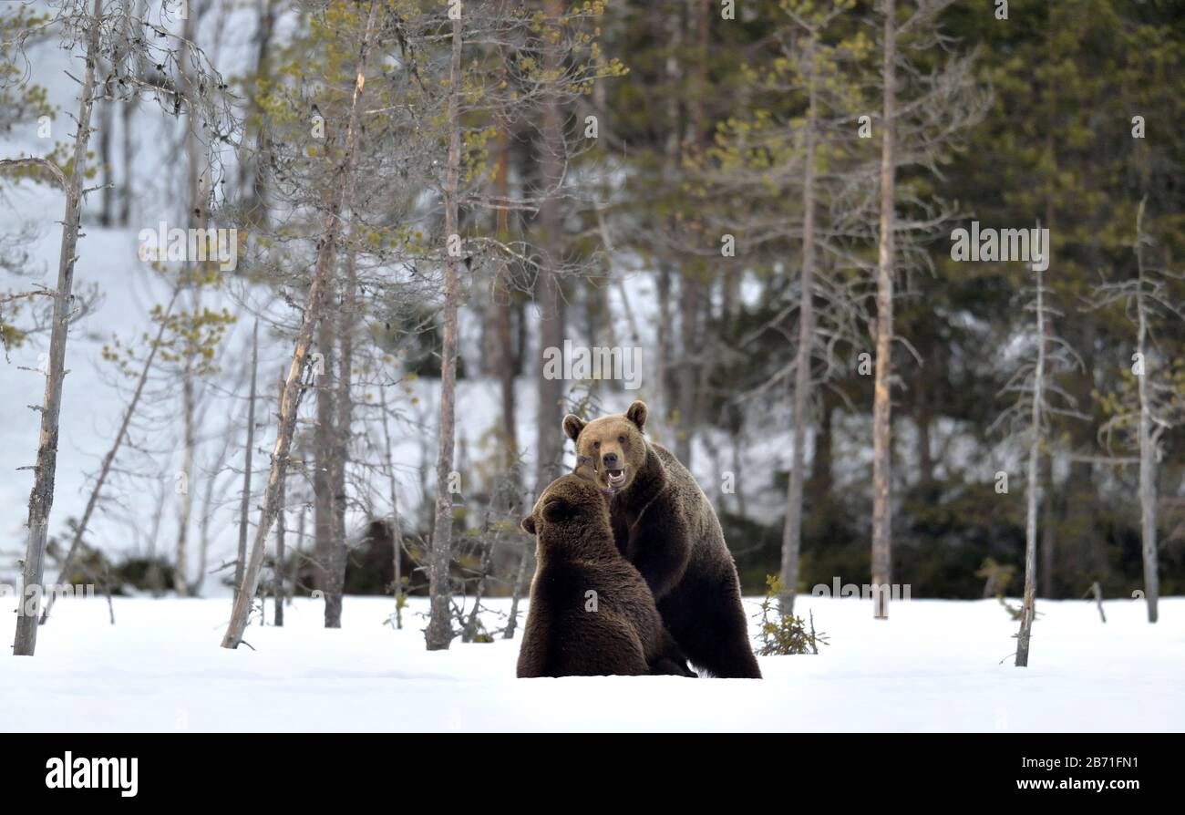 Fighting Brown bears in the snow. Two adult brown bears fighting on snow.   Brown bears fighting in the snow in winter forest. Scientific name: Ursus Stock Photo