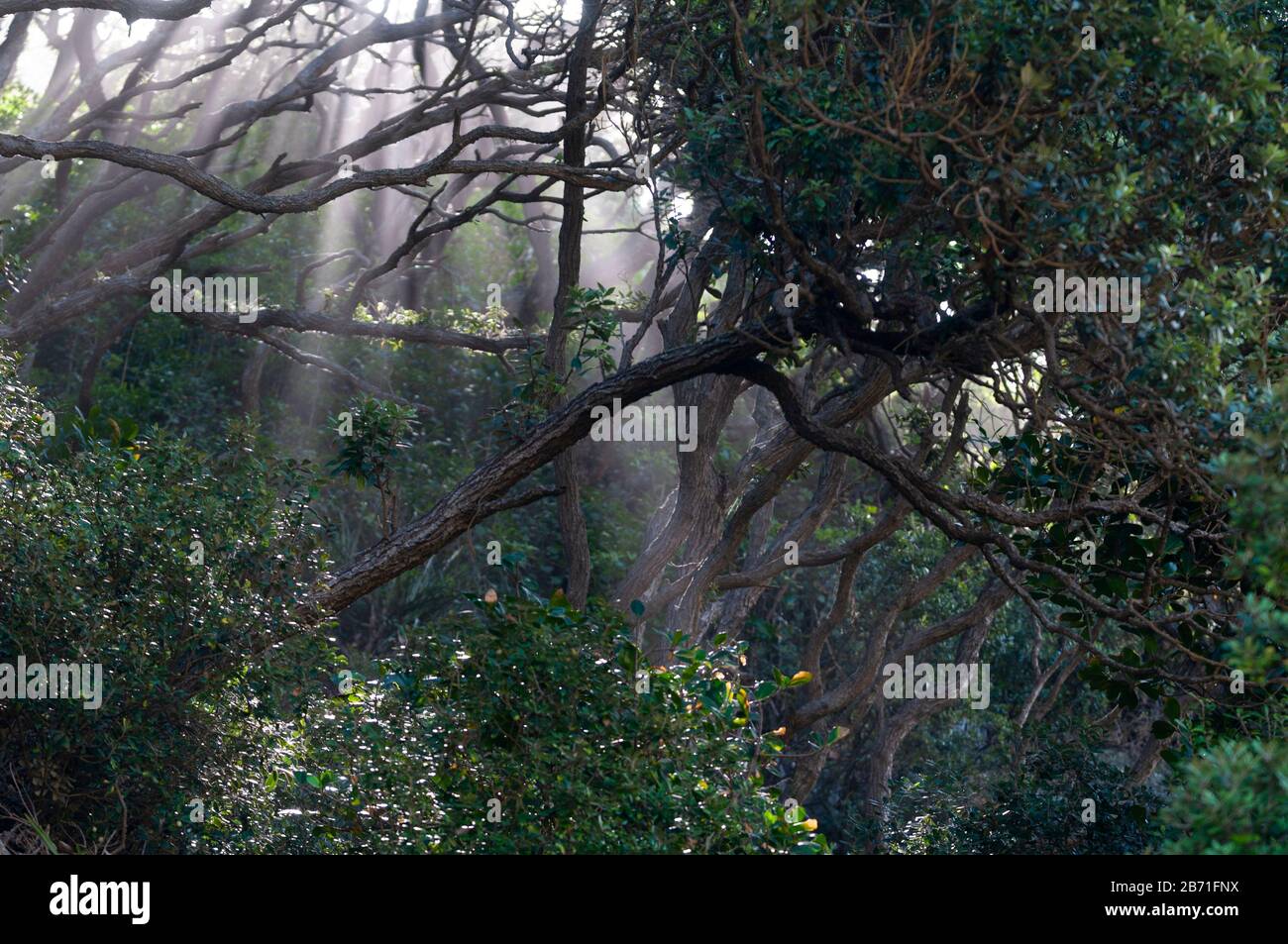Tangled vegetation and trees at one end of Piha beach on New Zealand's north island east coast. Stock Photo