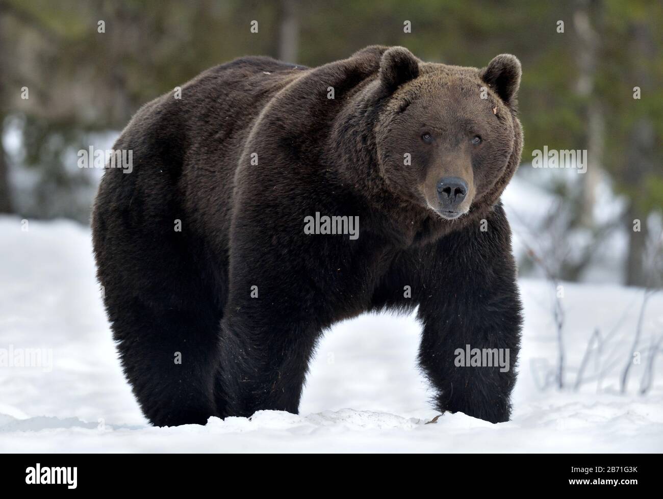 Brown bear in winter forest. Scientific name: Ursus Arctos. Natural Habitat. Stock Photo