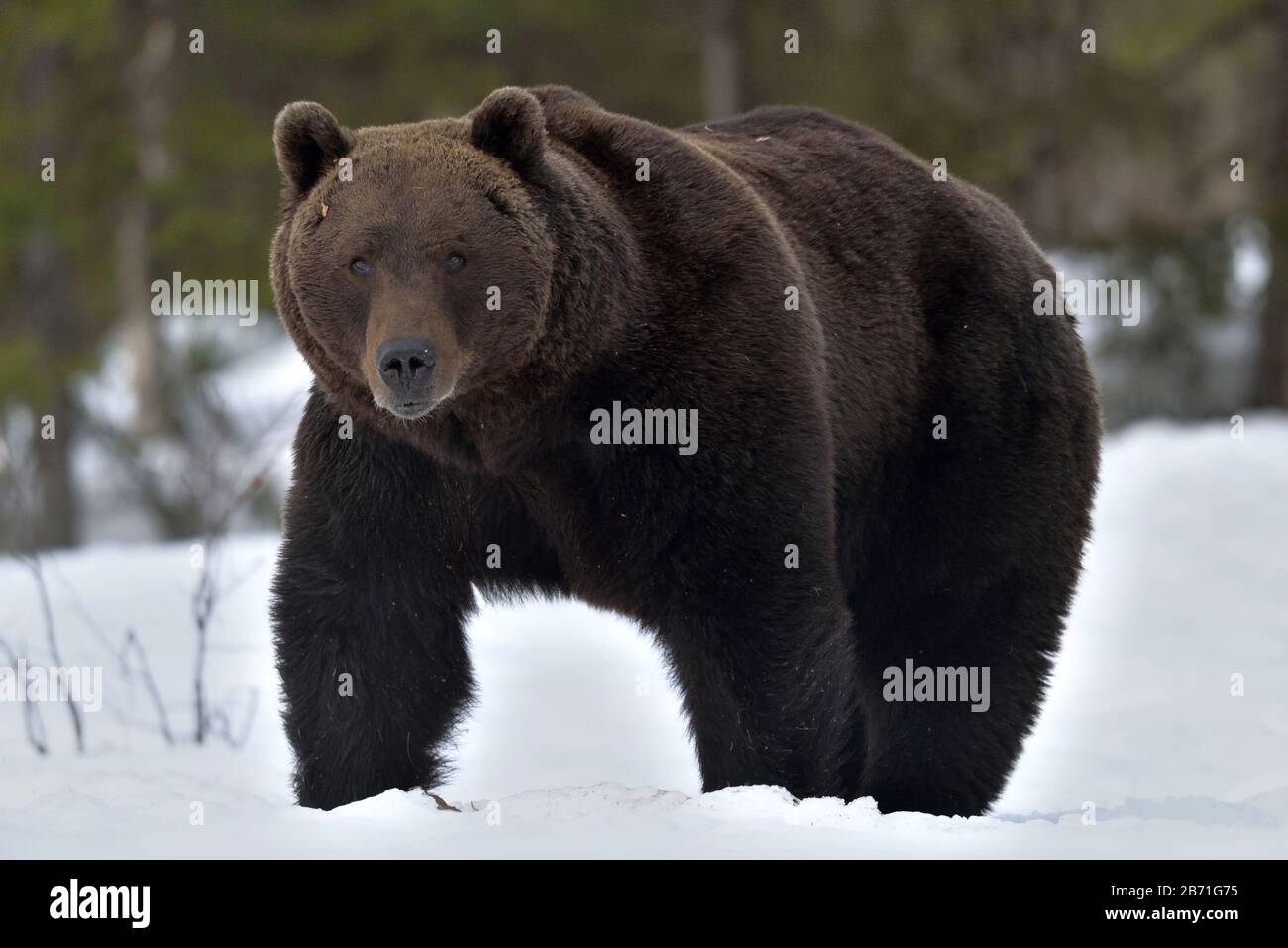 Brown bear in winter forest. Scientific name: Ursus Arctos. Natural Habitat. Stock Photo