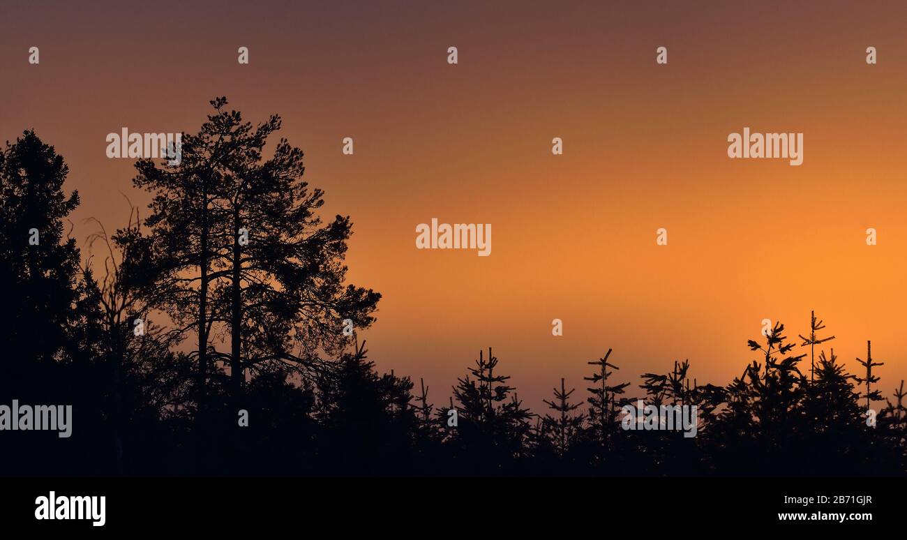 Sunset with pine trees. Silhouettes of pines on  sunset red sky background. Stock Photo