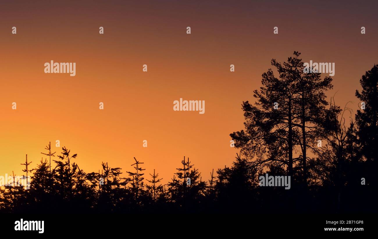 Sunset with pine trees. Silhouettes of pines on  sunset red sky background. Stock Photo