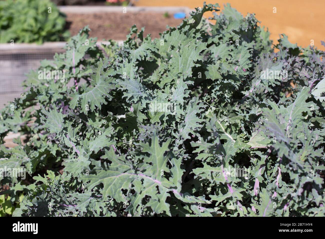 Kale 'Red Russian'. Stock Photo