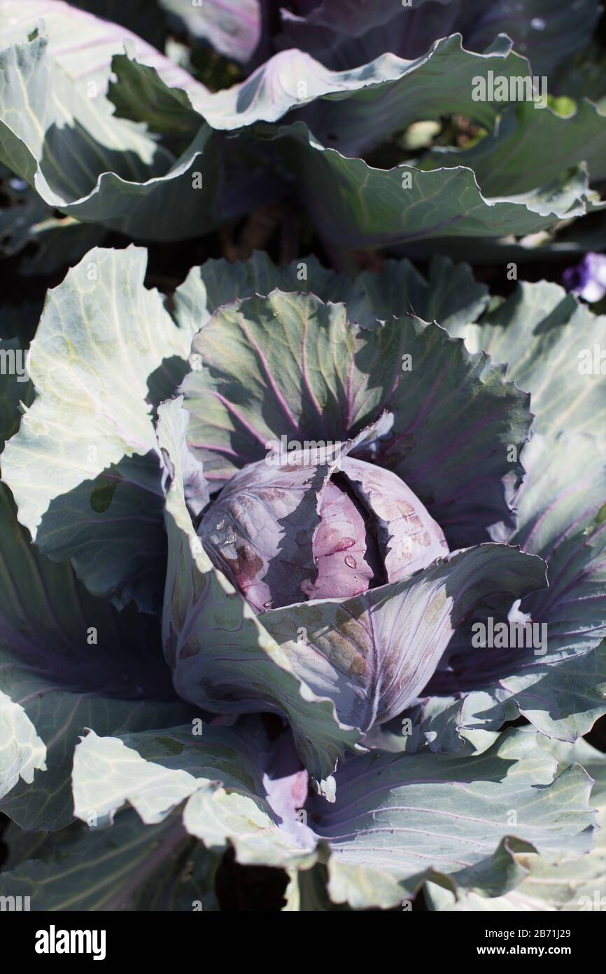 Cabbage 'Ruby Ball' Stock Photo Alamy