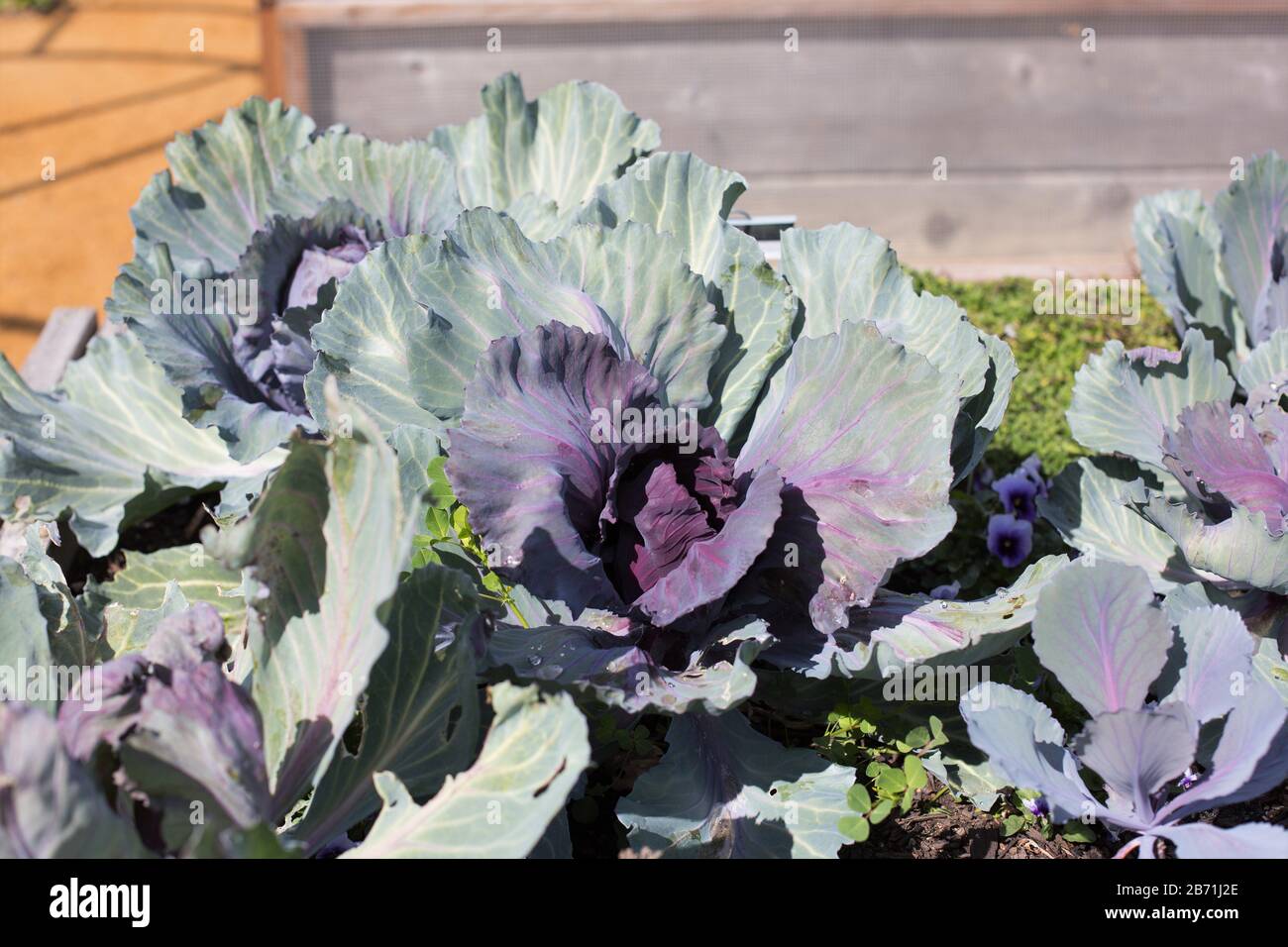 Cabbage 'Ruby Ball' Stock Photo Alamy