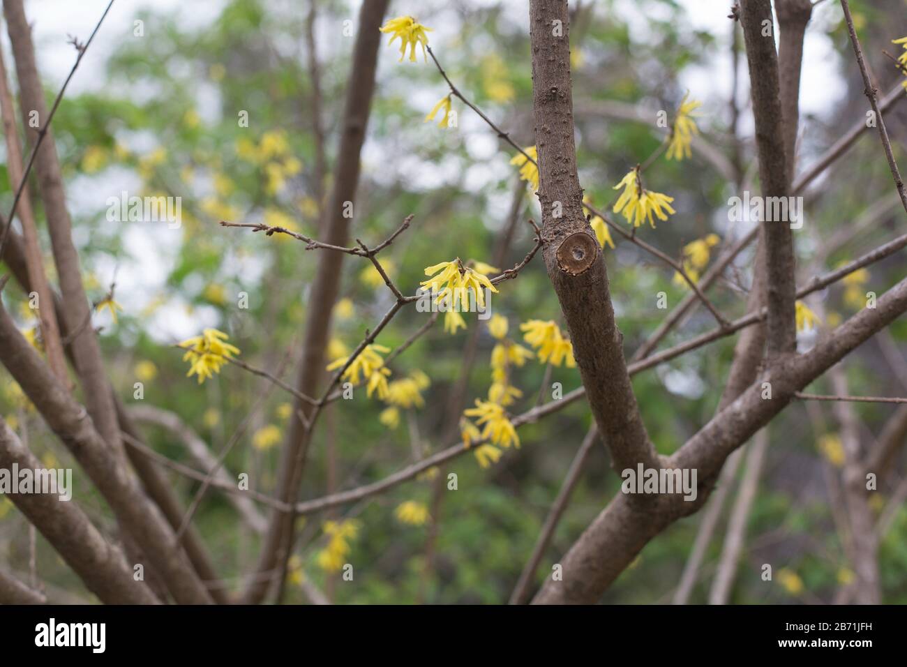 Forsythia Suspensa High Resolution Stock Photography And Images Alamy Forsythia Suspensa High Resolution Stock Photography And Images Alamy