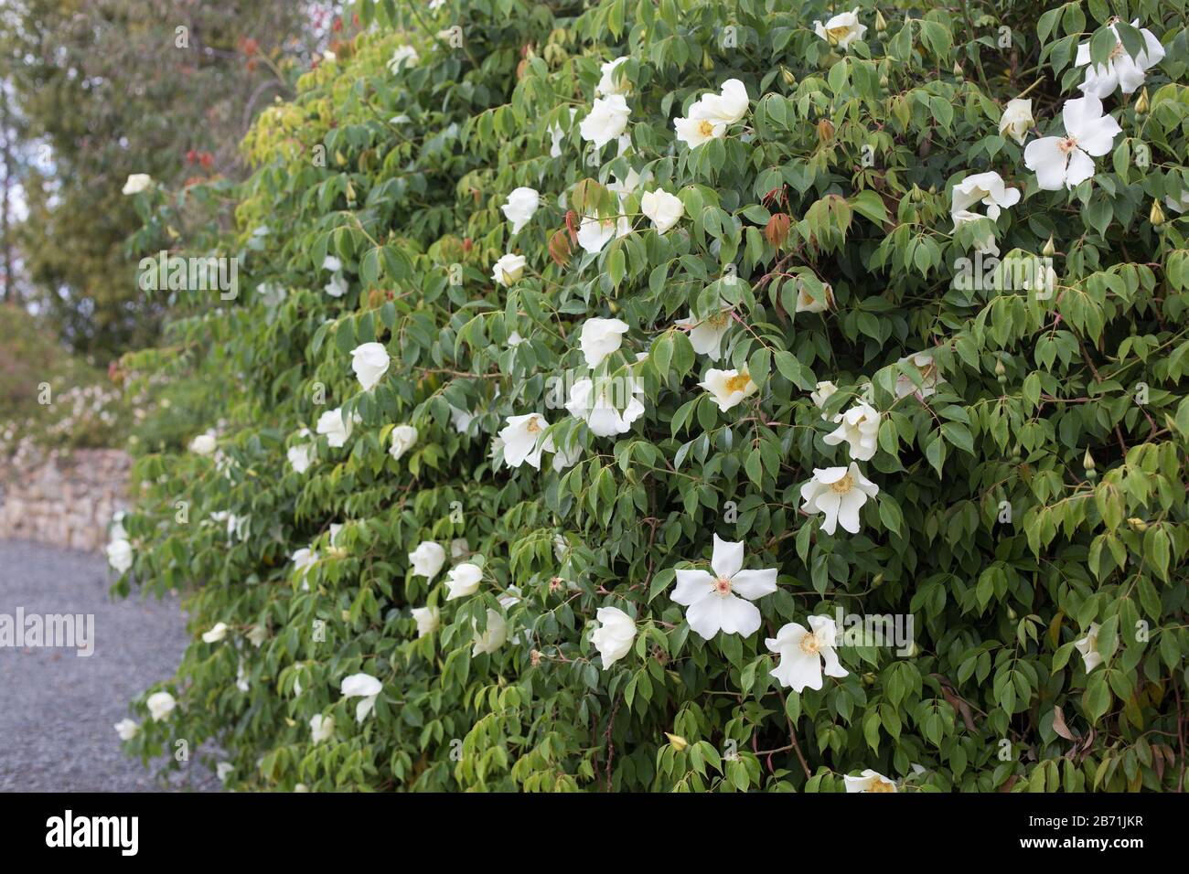 Rosa odorata var. gigantea. Stock Photo