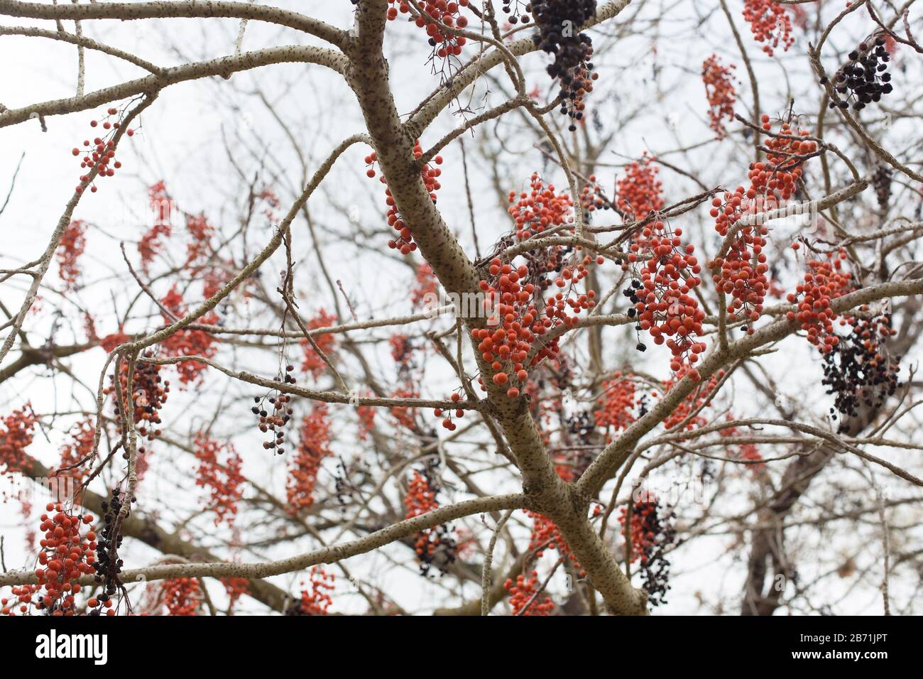 Idesia polycarpa - igiri tree. Stock Photo