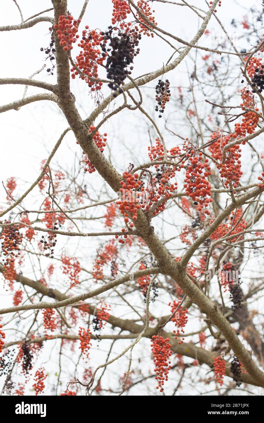 Idesia polycarpa - igiri tree. Stock Photo