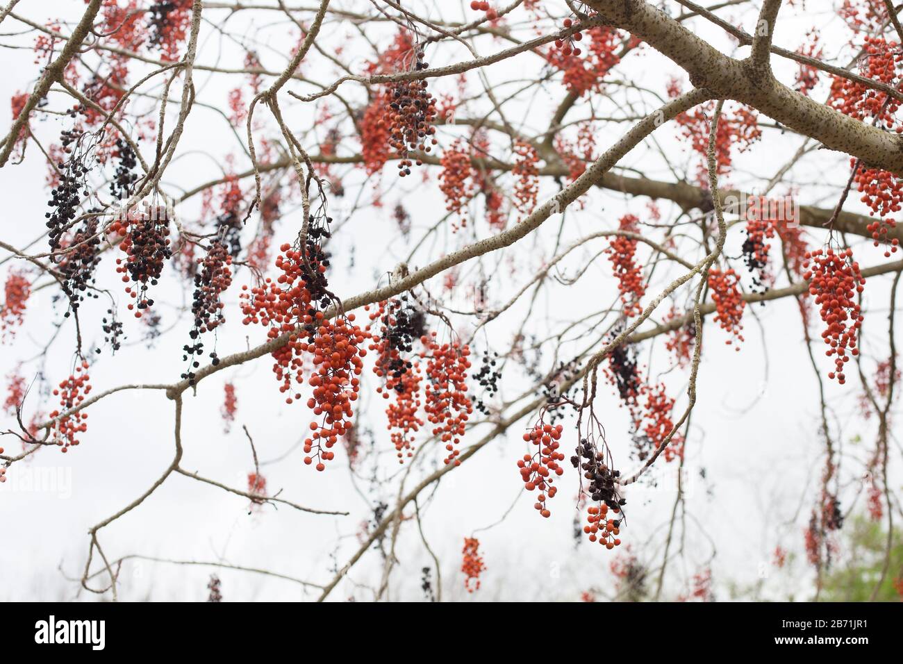 Idesia polycarpa - igiri tree. Stock Photo