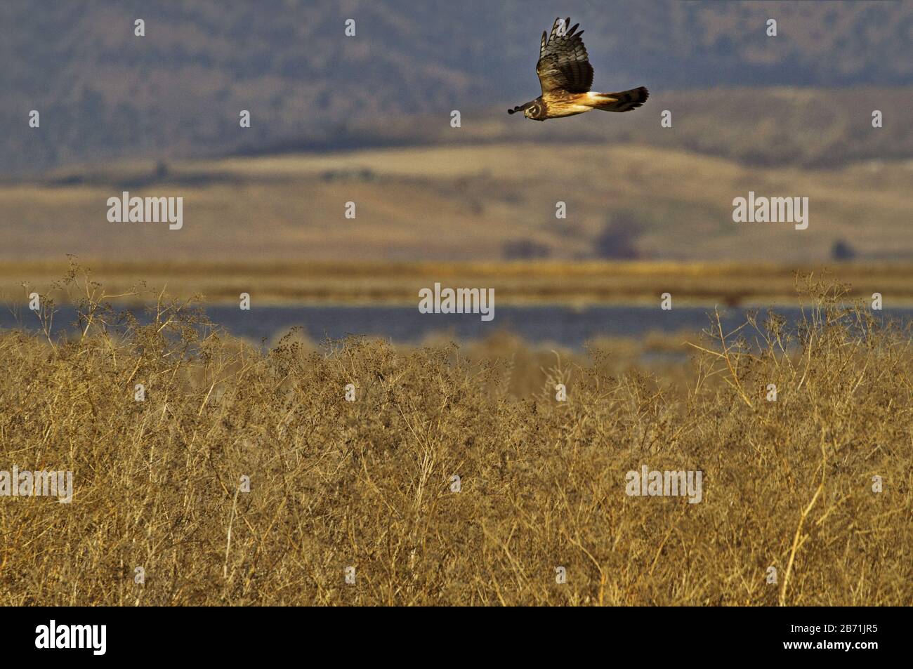 Hunting Raptors Hunting raptor soars over grasslands of Tule Lake National Wildlife ...