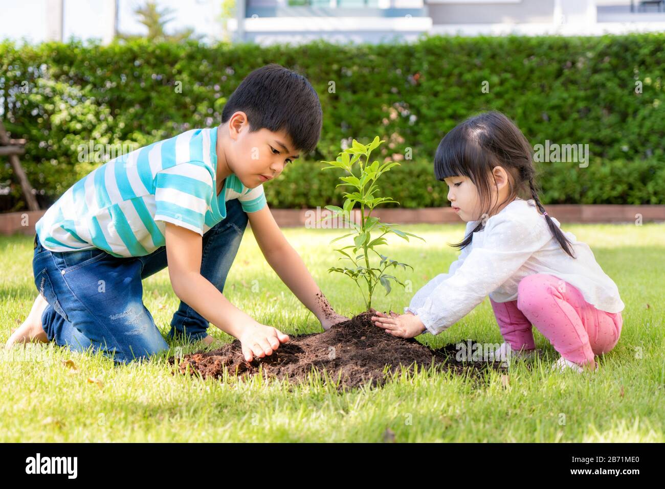 Asian sibling brother and sister planting young tree on black soil together as save world in garden at house on summer day. Planting tree. Childchood Stock Photo