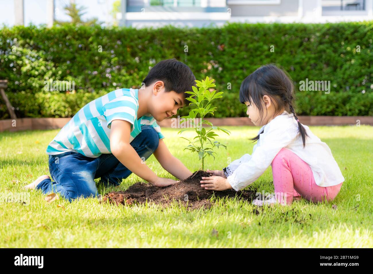 Asian sibling brother and sister planting young tree on black soil together as save world in garden at house on summer day. Planting tree. Childchood Stock Photo