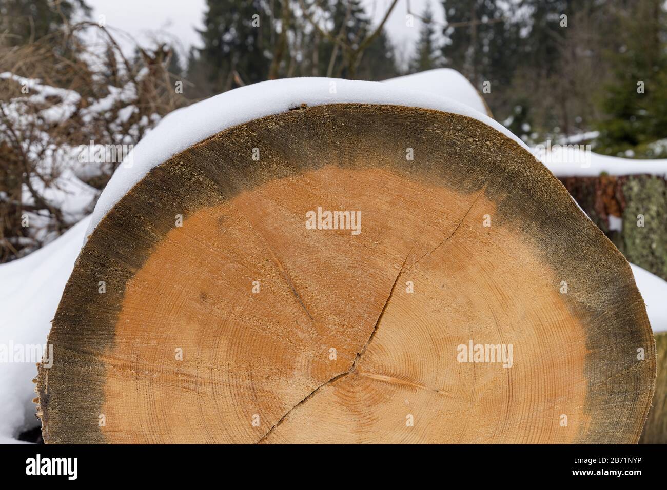a thin film of snow on bark tree Stock Photo