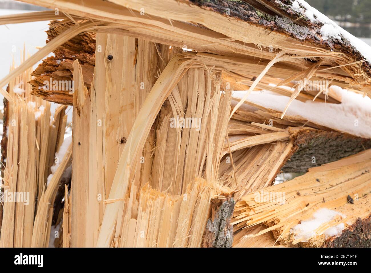 tree blown over by storm Stock Photo Alamy