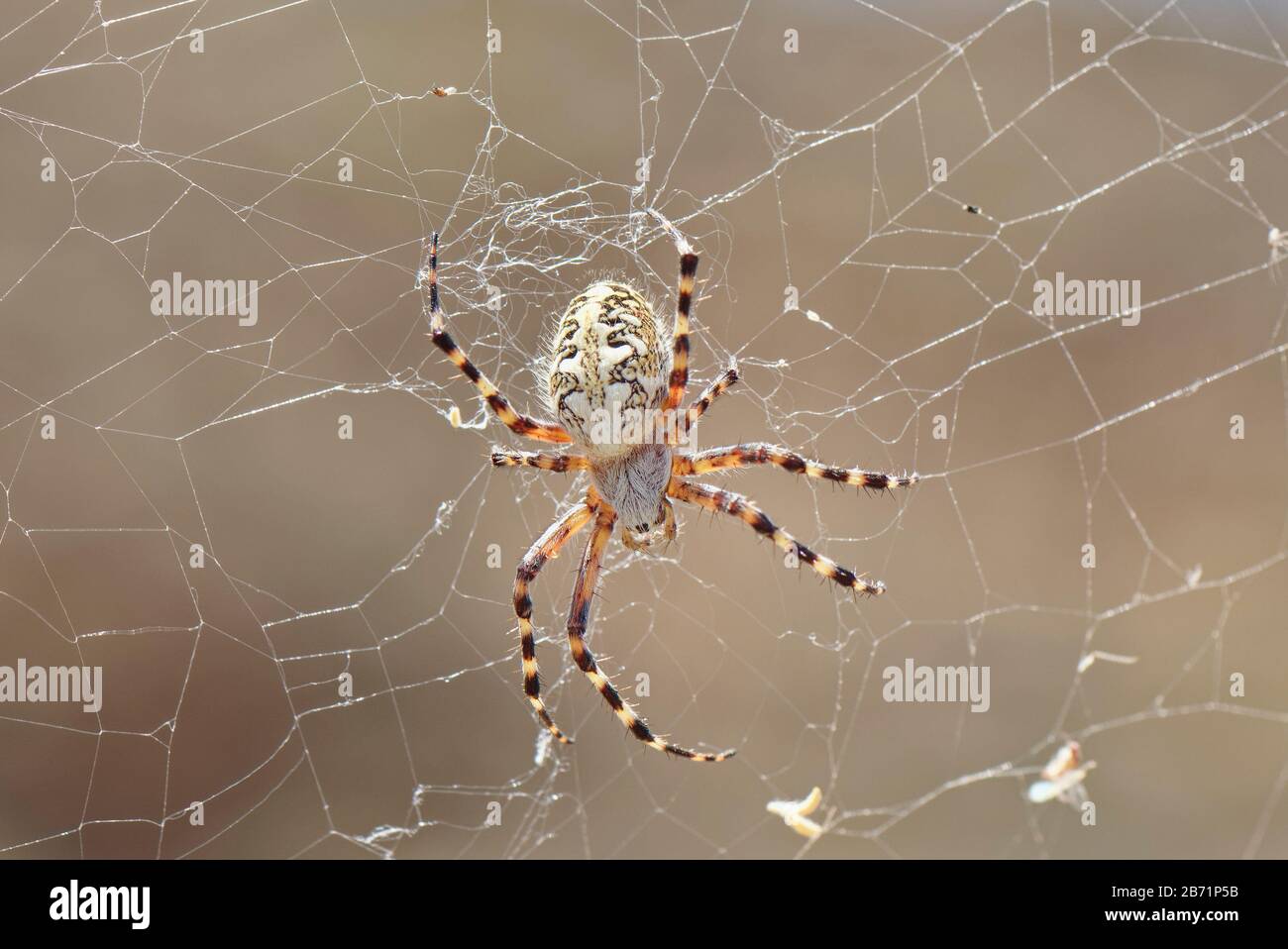 Teide spider (Aculepeira annulipes), an orb weaver spider endemic to Teide National Park, Tenerife, Canary Islands, August. Stock Photo