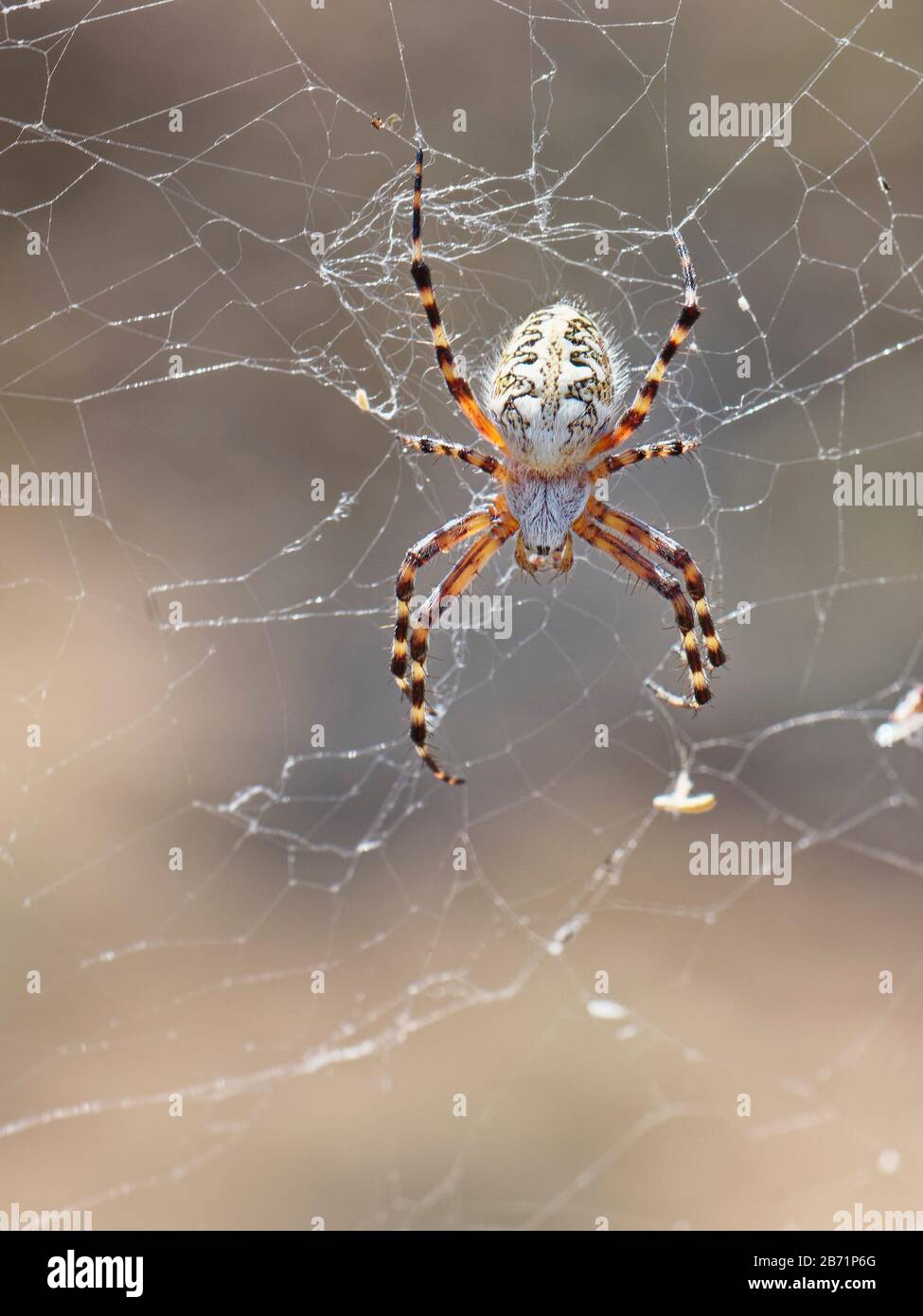 Teide spider (Aculepeira annulipes), an orb weaver spider endemic to Teide National Park, Tenerife, Canary Islands, August. Stock Photo