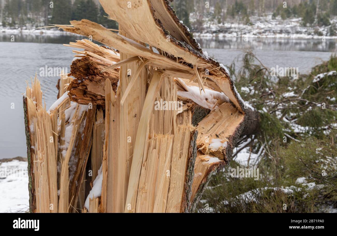 tree blown over by storm Stock Photo Alamy