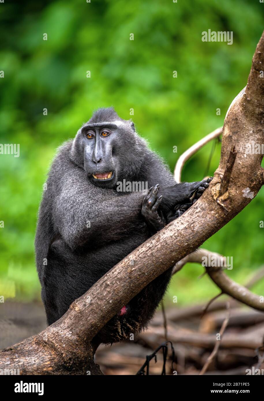 The Celebes crested macaque with open mouth. Green natural background.  Crested black macaque, Sulawesi crested macaque, or the black ape. Natural  habi Stock Photo - Alamy