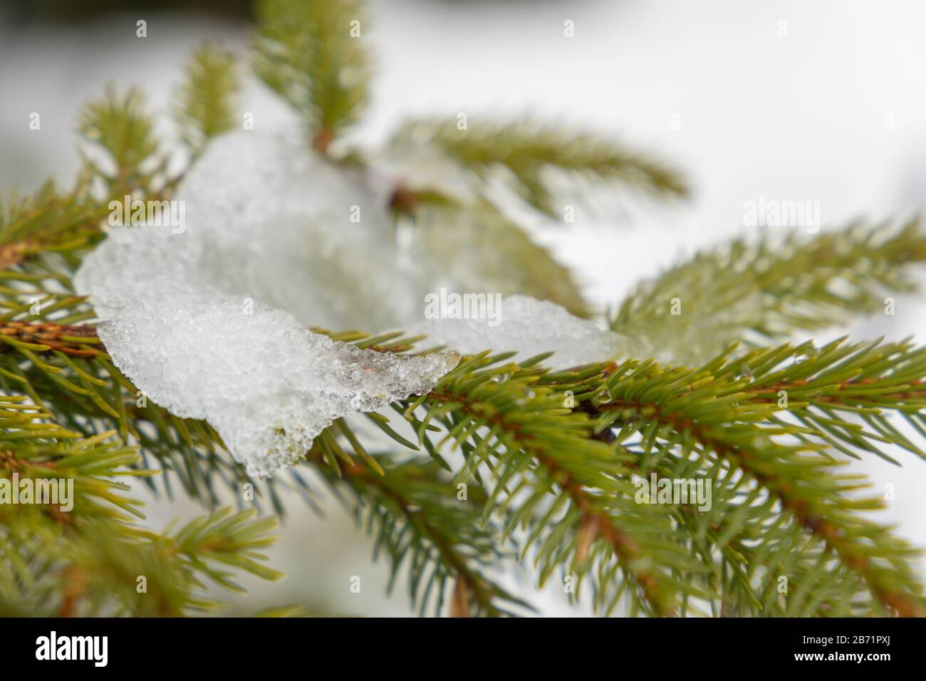 closeup of ice on fir branch at the end of winter Stock Photo