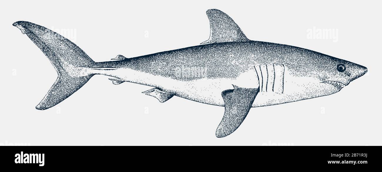 Porbeagle mackerel shark lamna nasus hires stock photography and