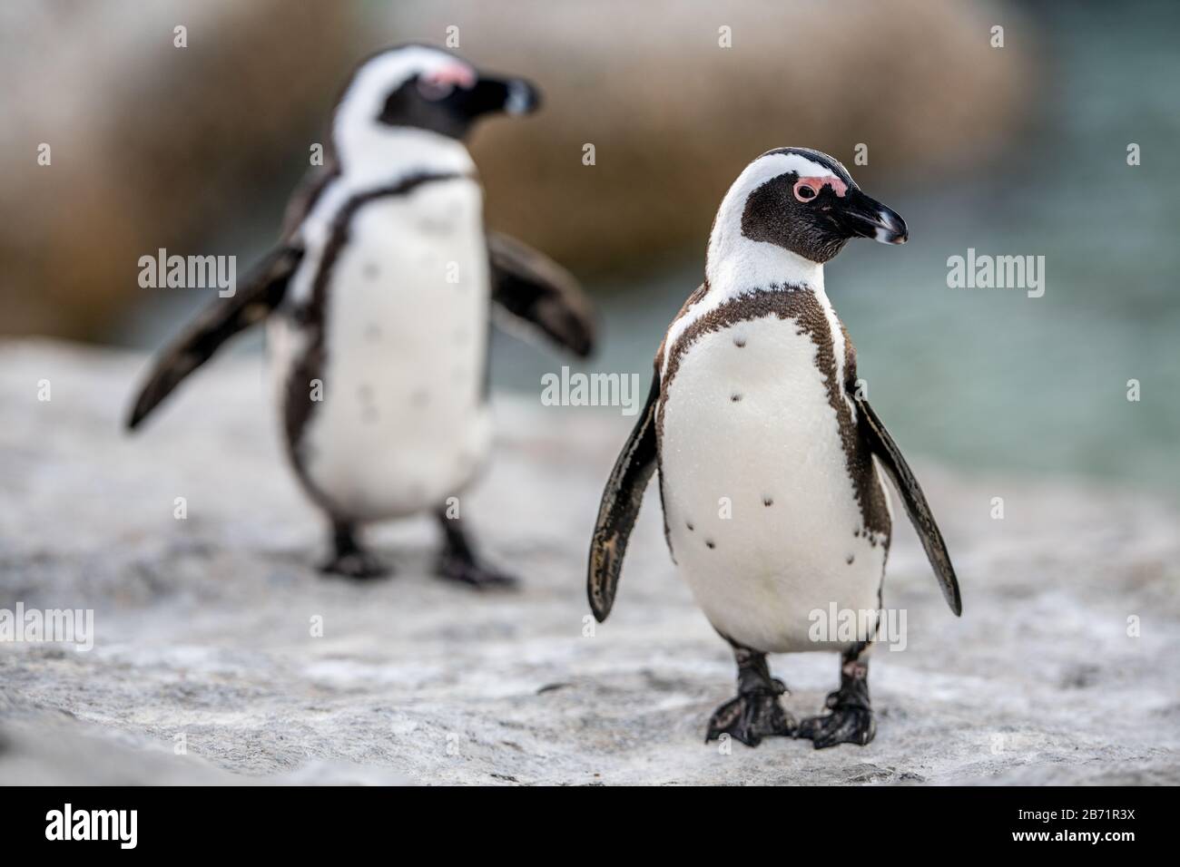 African penguins also known as the jackass penguin, black-footed