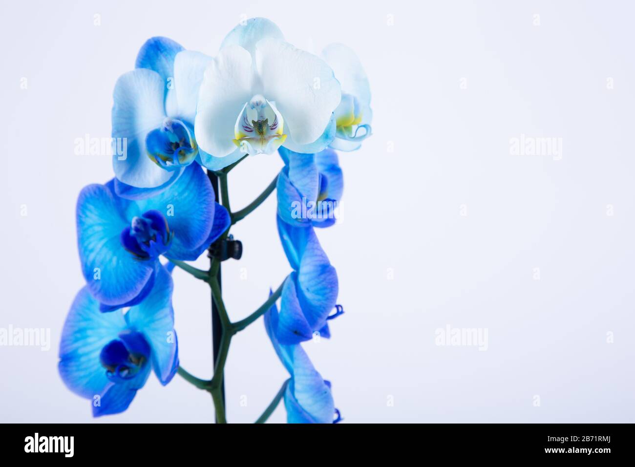 Blue orchid on white background Stock Photo