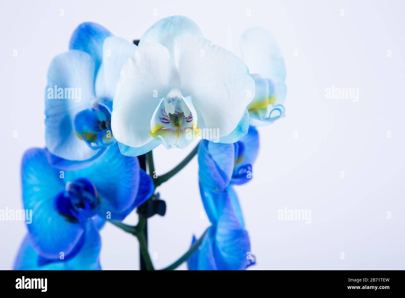 Blue orchid flowers on white background Stock Photo - Alamy