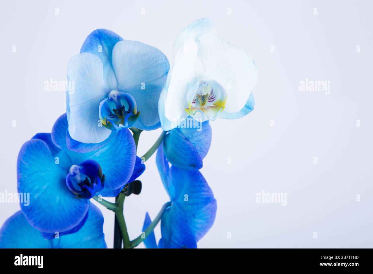 Blue orchid flowers on white background Stock Photo Alamy