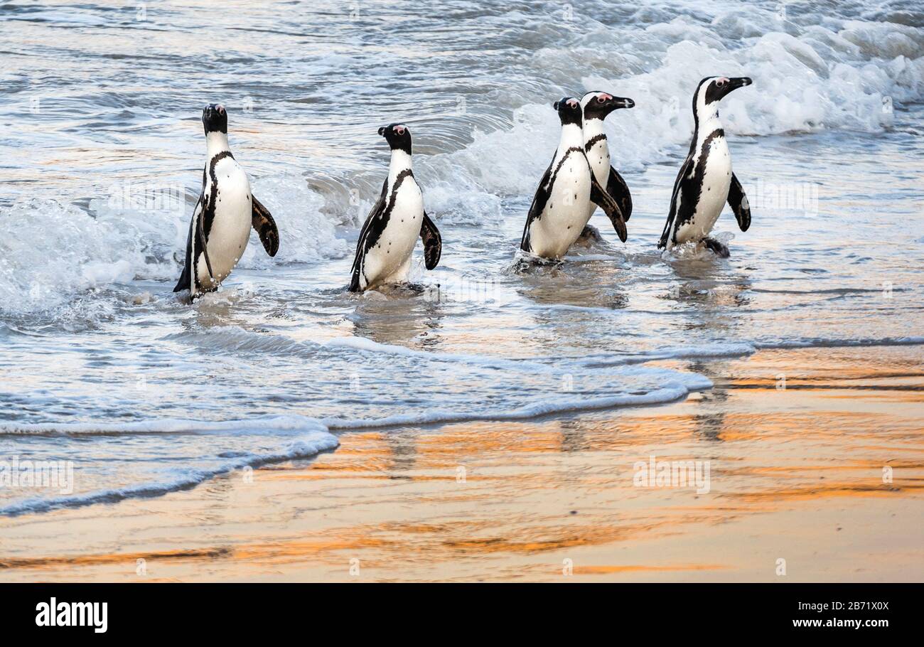 African penguins walk out of the ocean to the sandy beach. African