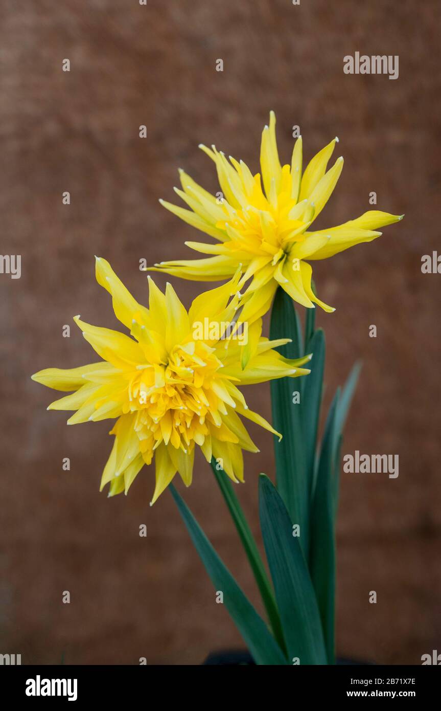 Close up of Narcissus Rip Van Winkle in flower in spring. Narcissi Rip Van  Winkle is a division 4 double daffodil with yellow flowers Stock Photo -  Alamy