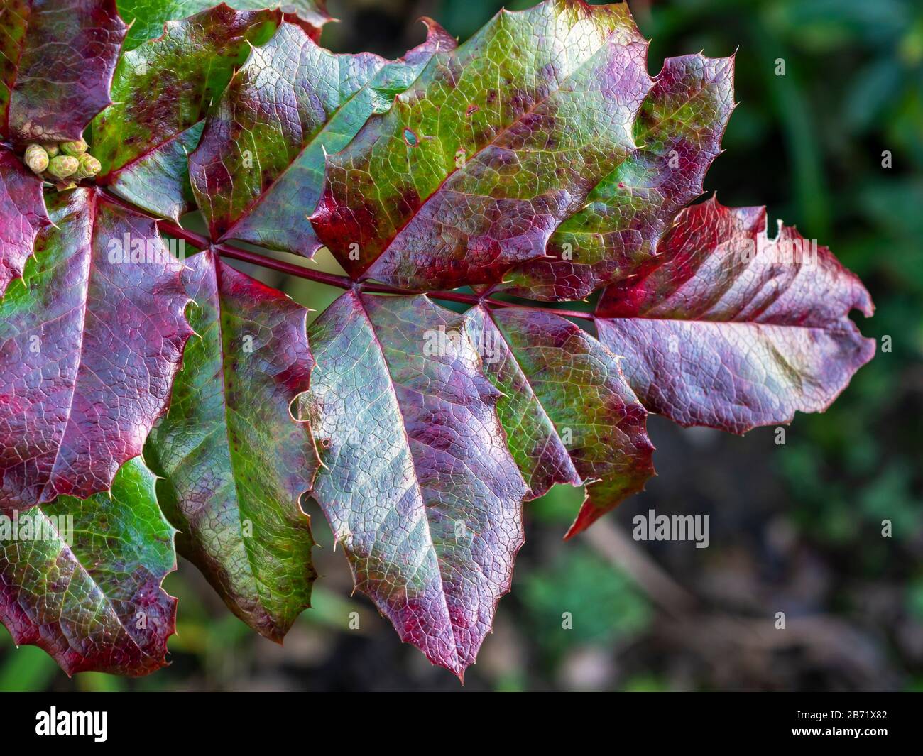 Holly leaves with bright red and green colours and a textured surface on a garden bush in winter Stock Photo