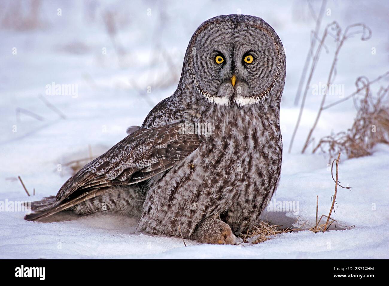 Great Grey Owl (  Strix nebulosa )  sitting in snow, holding mouse in claw Stock Photo