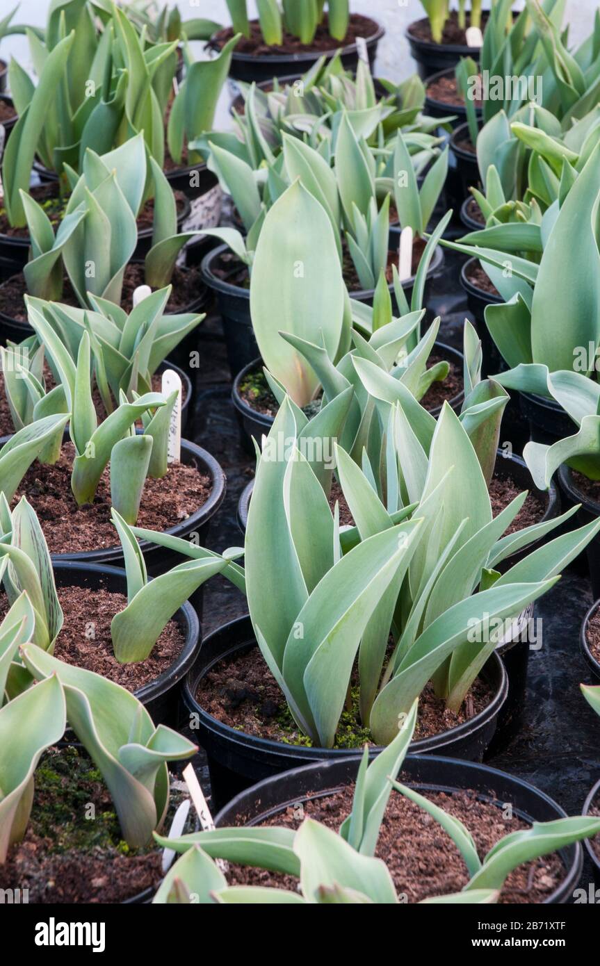 Tulips in pots hires stock photography and images Alamy