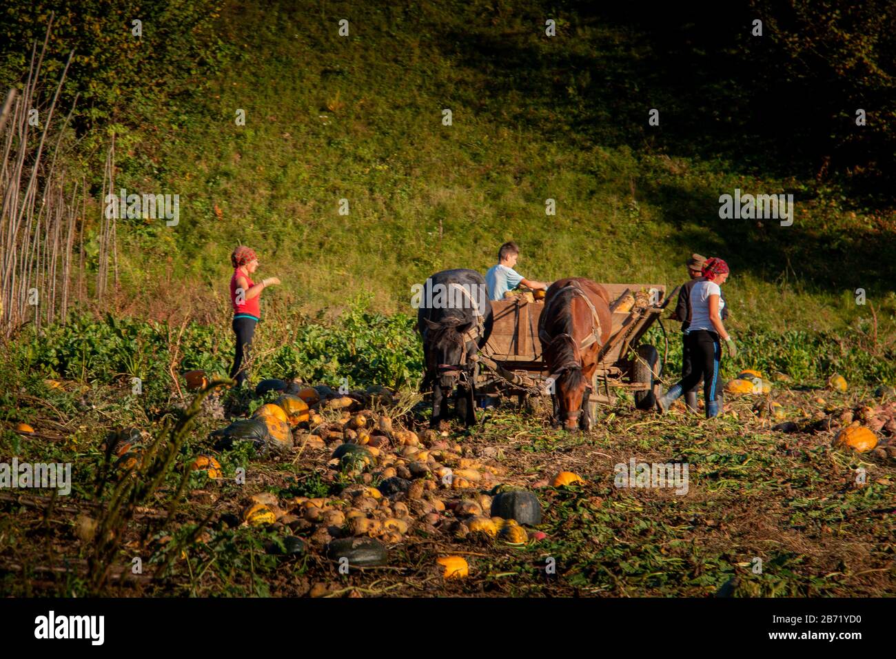 MARAMURES, ROMANIA - OCTOBER 10, 2014: unknown people work with carts and horses in the Maramures region, the isolated Carpathian region of Romania, i Stock Photo