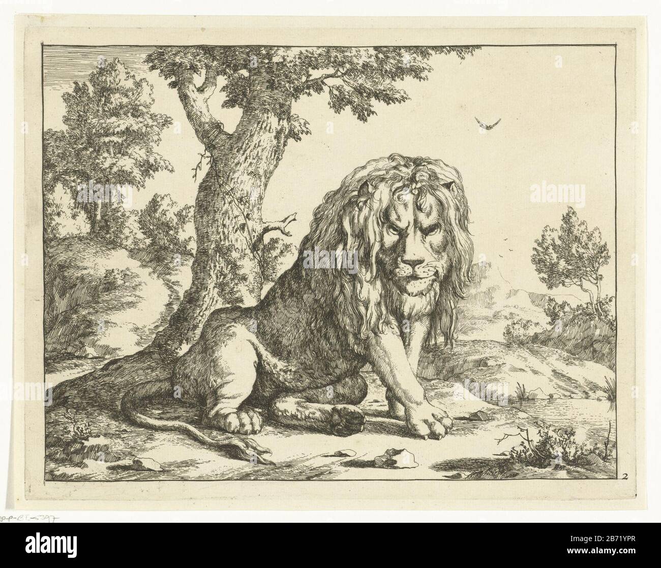 Leeuw zittend bij boom Leeuwen (serietitel) Lion sitting in tree lions (series title) Property Type: print Serial number: 2 / 8Objectnummer: RP-P-BI 5397Catalogusreferentie: Hollstein Dutch 50Opmerking: state 2 or 3 three known states inscriptions / Brands: collector's mark, verso, stamped: Lugt 2228 Manufacturer : printmaker: Marcus Byenaar design: Paulus Potter Place manufacture: Den Haag Date: 1664 Physical features: etching material: paper Technique: etching dimensions: plate edge: h 174 mm × W 225 mm Subject: beasts of prey, predatory animal Stock Photo