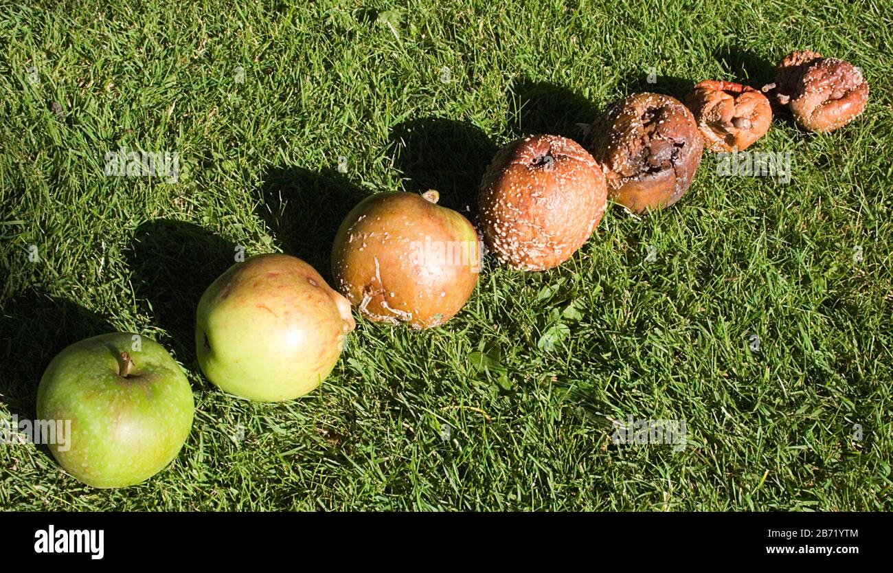 row of english apples showing stages of decomposition Stock Photo