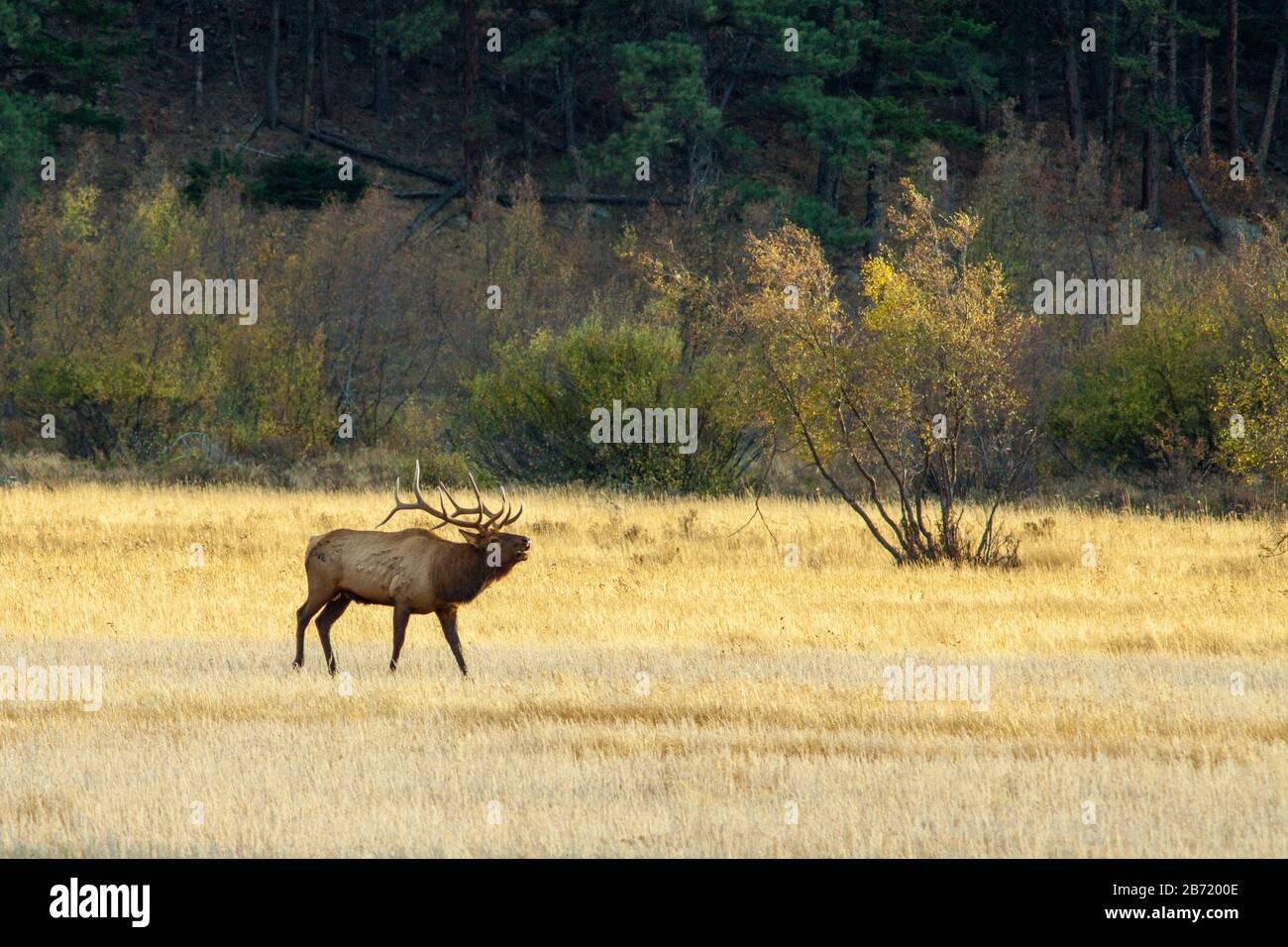 Bull elk bugling during the rut, in Rocky Mountain National Park Stock Photo
