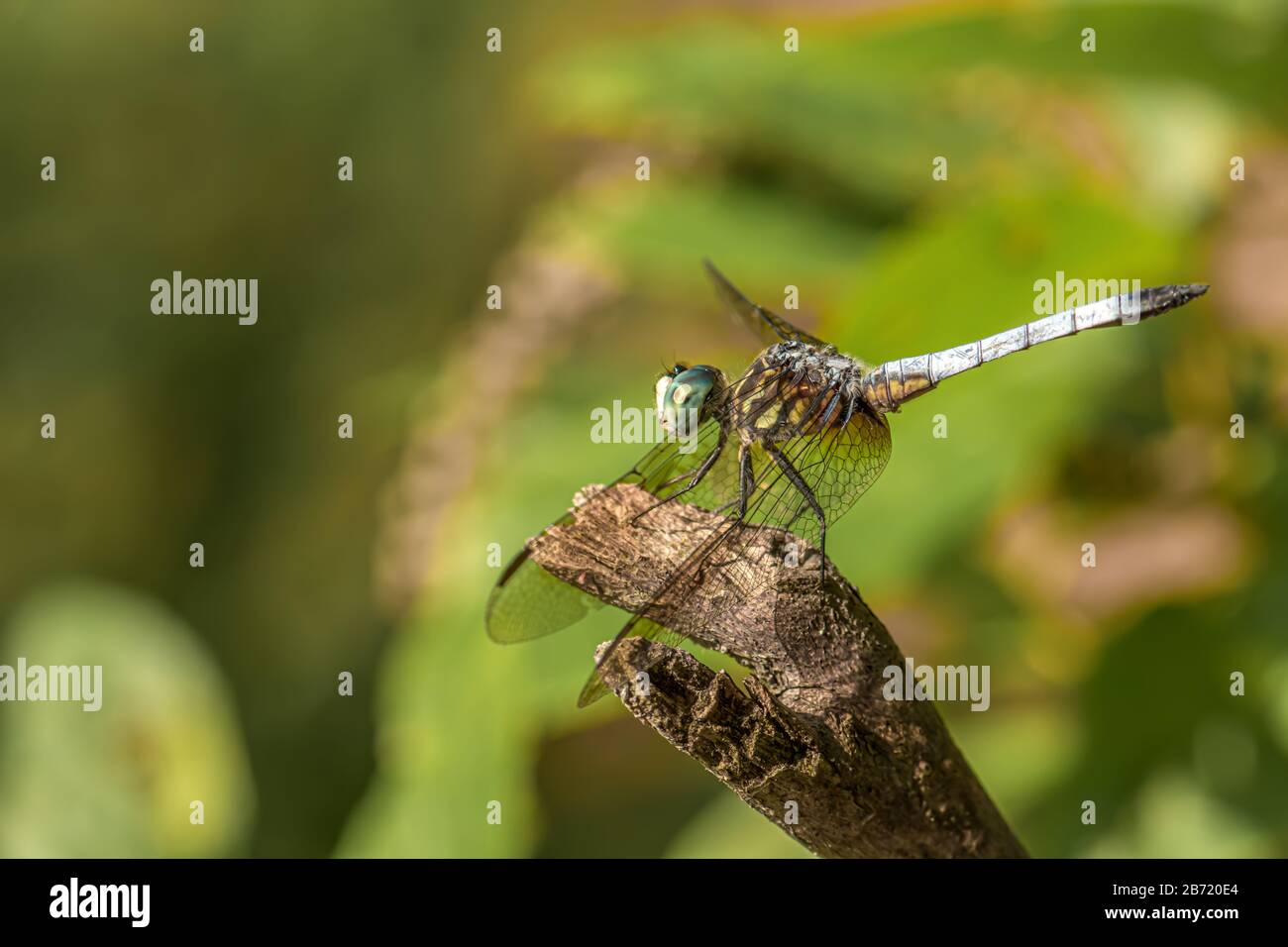 Closeup of single dragonfly with bulging eyes perched on a piece of old wood and a green blurred background. Stock Photo