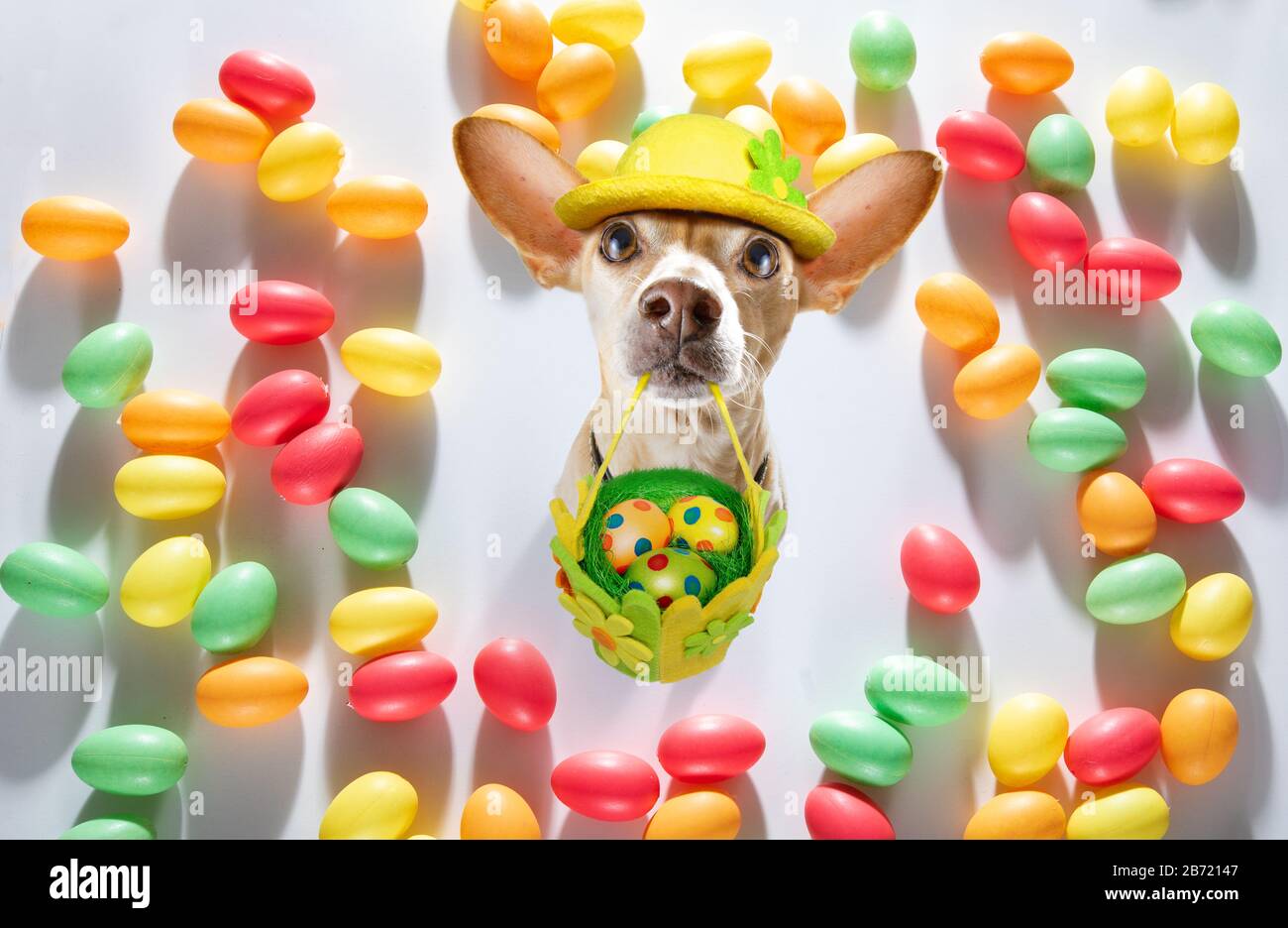 happy easter chihuahua dog with funny colourful eggs in a basket