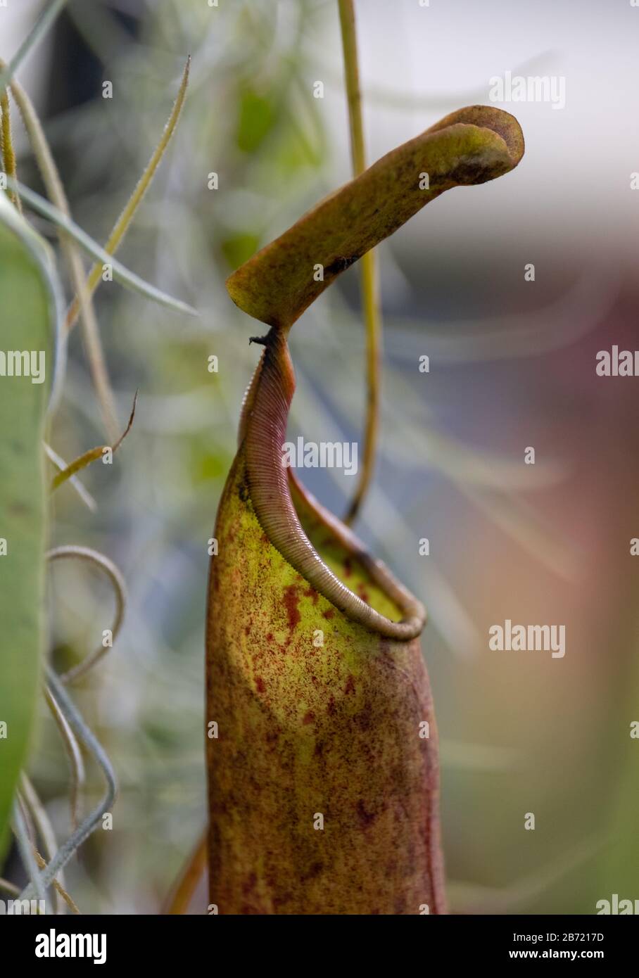 Insect catcher carniverous plant, photographed in greenhouse at the ...