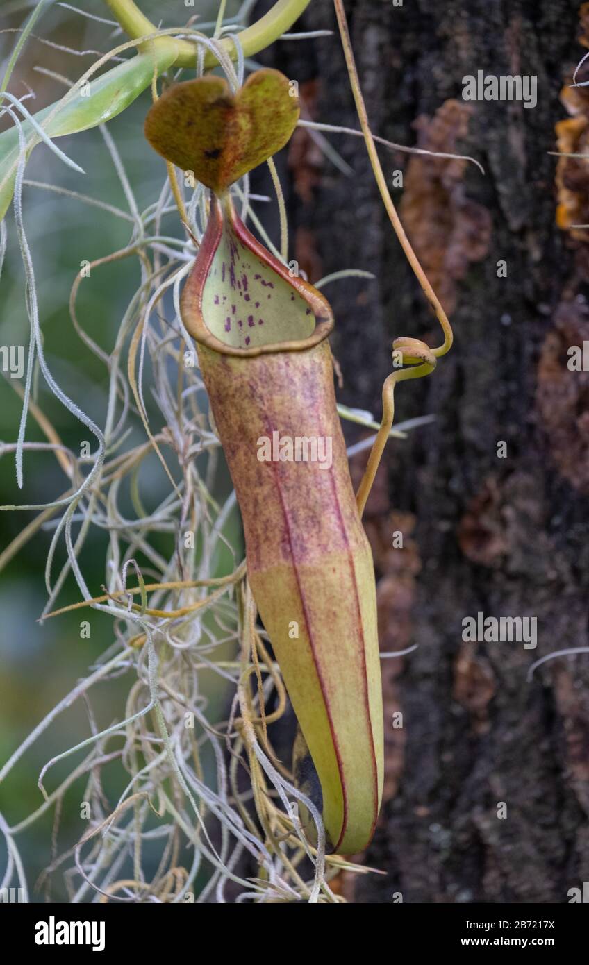 Insect catcher carniverous plant, photographed in greenhouse at the ...